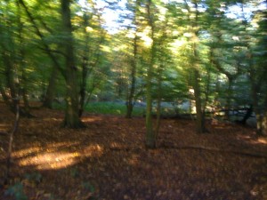 Walking to the woods