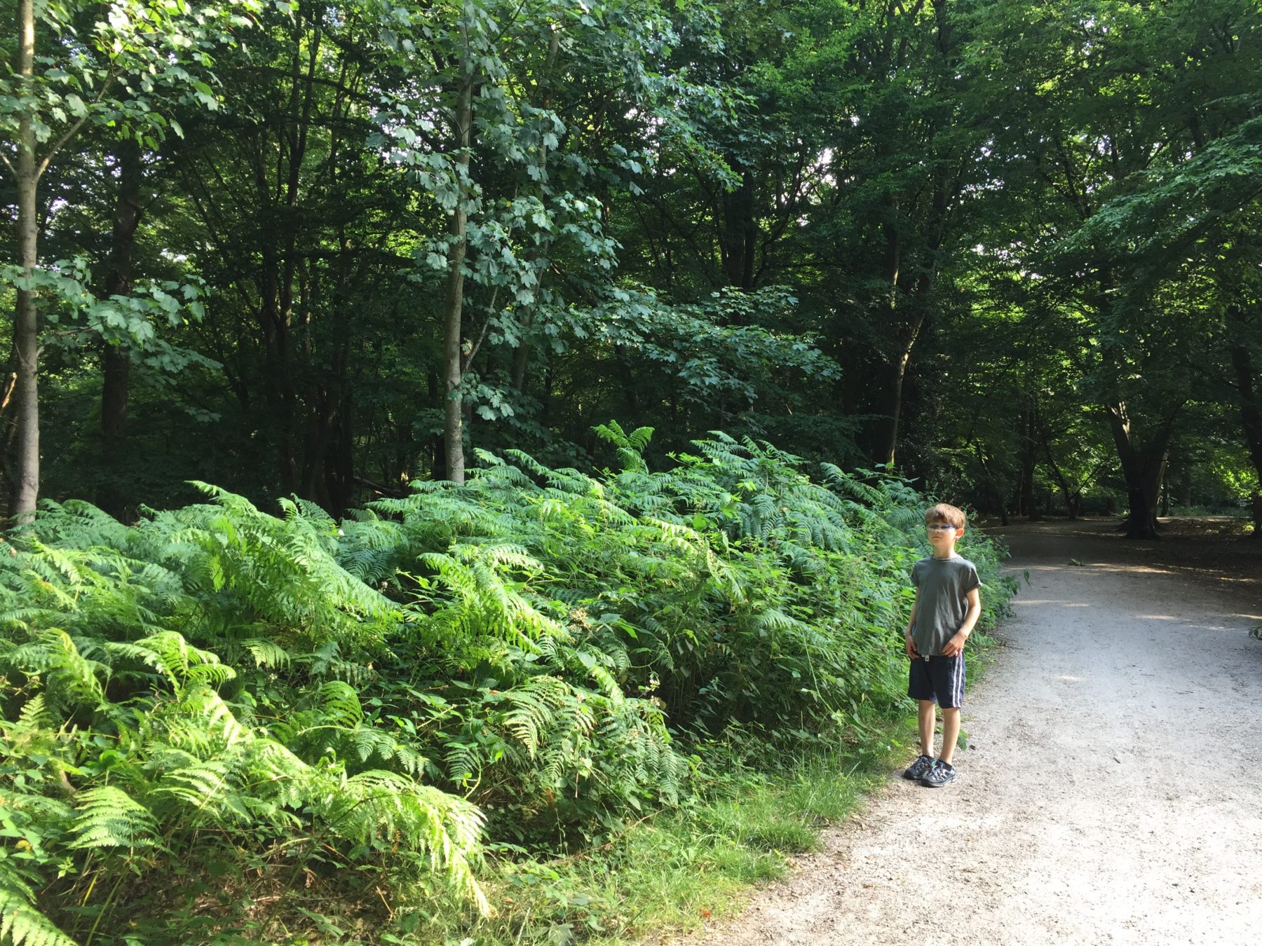 Woods
